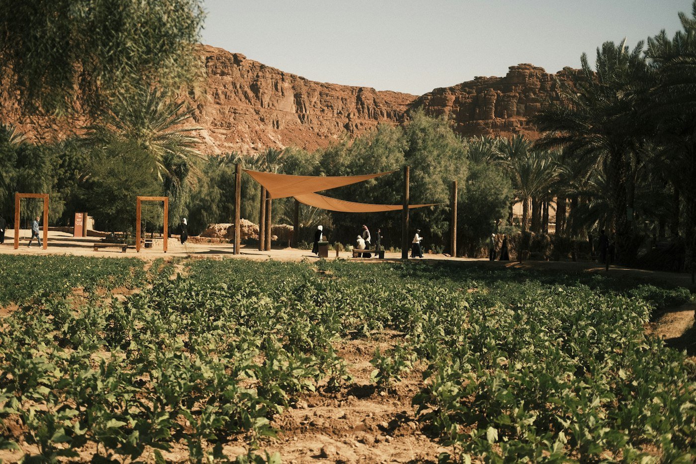 Green crops growing in a desert valley beneath rocky mountains