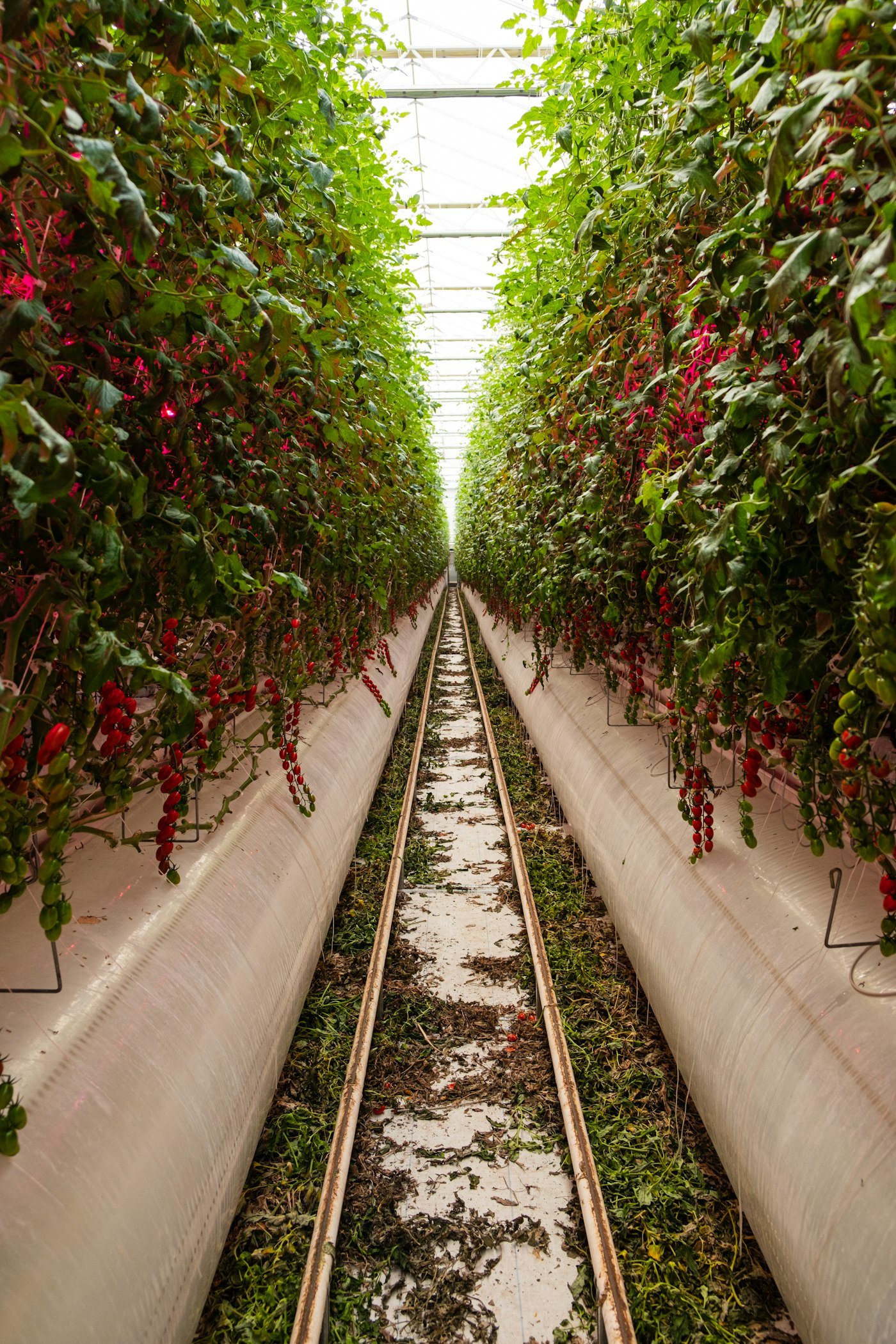 Long rows of tomato plants growing in a commercial greenhouse