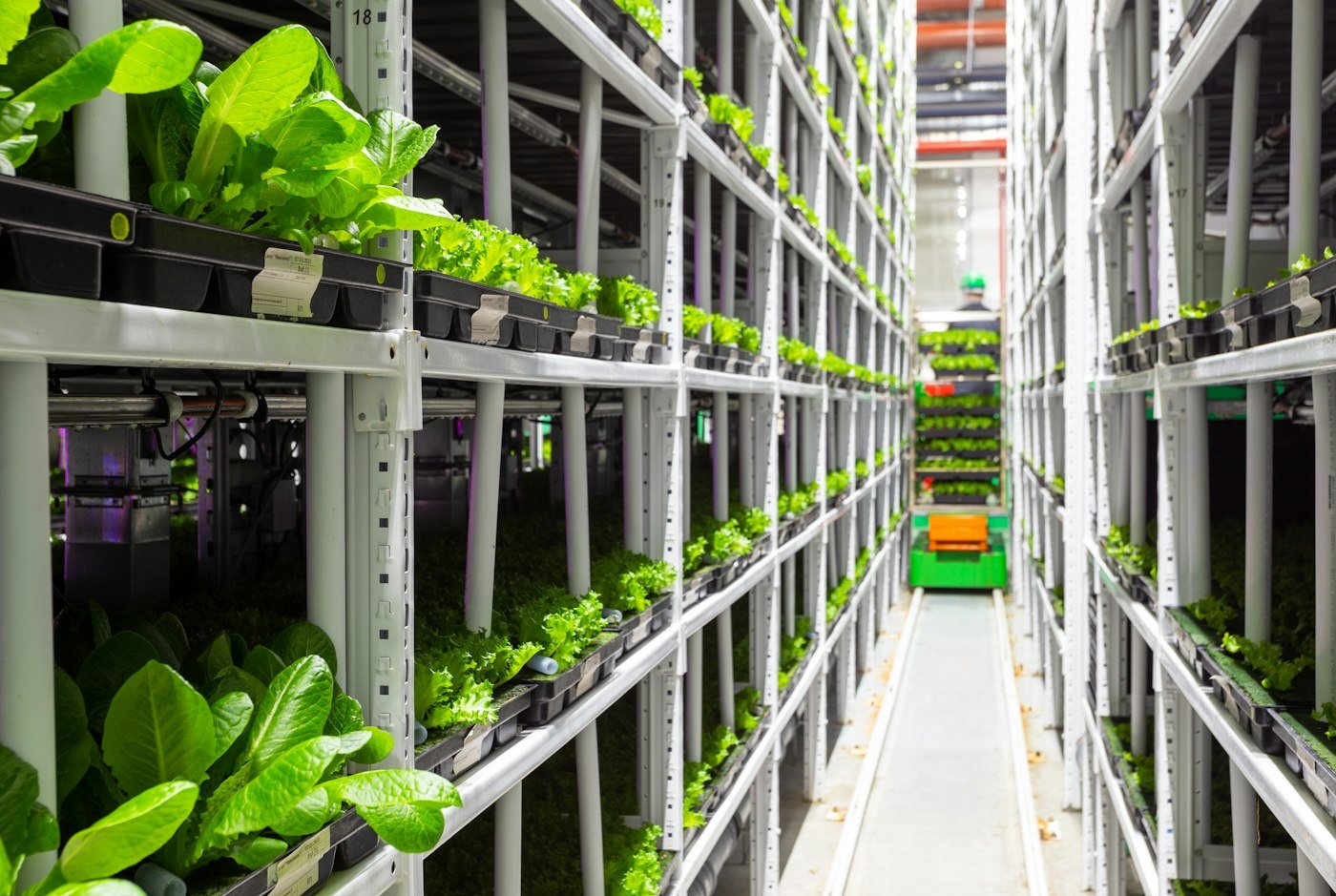 Shelves of leafy greens growing in an indoor vertical farm
