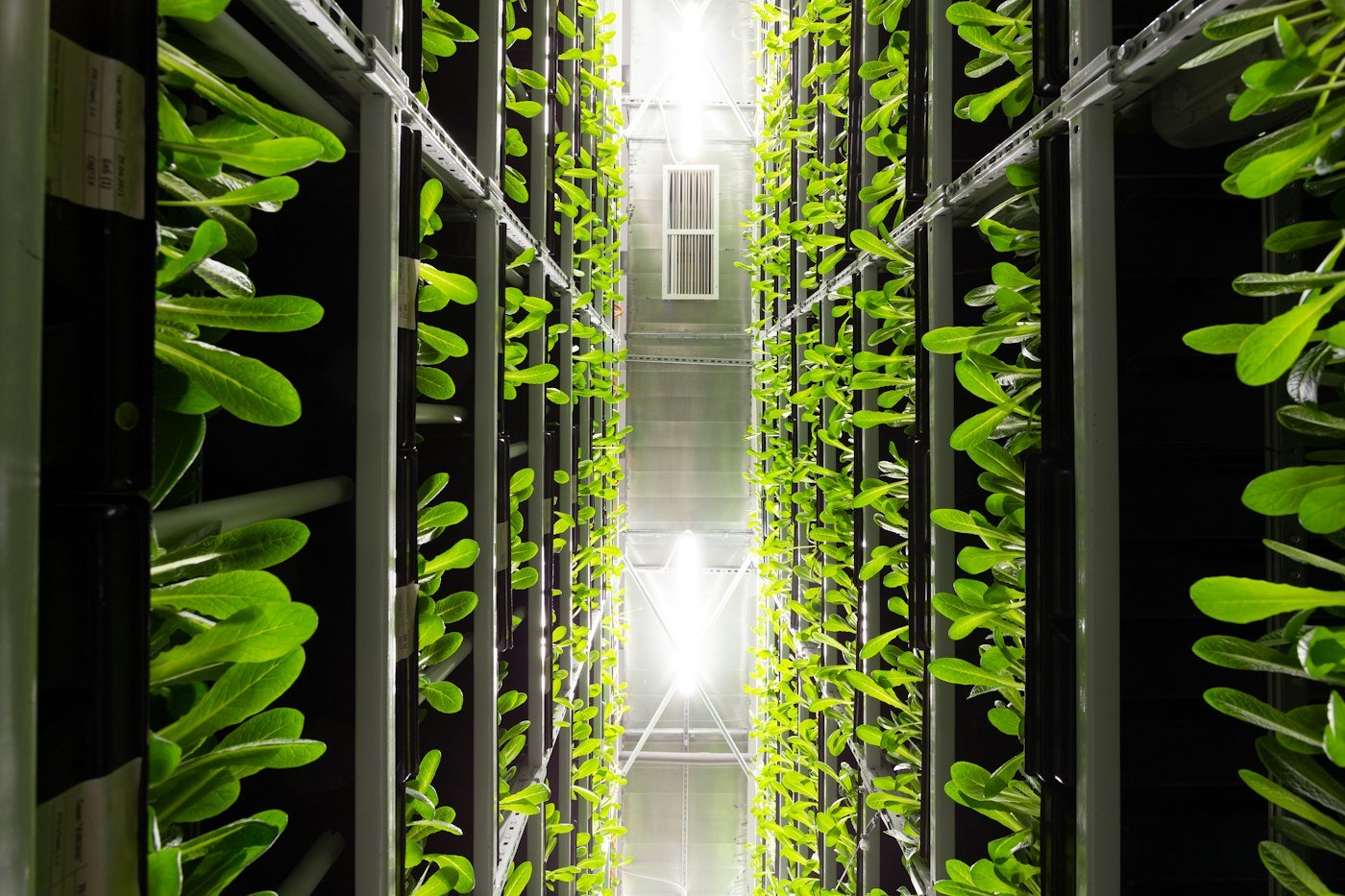 Green plants growing on tall vertical farming towers